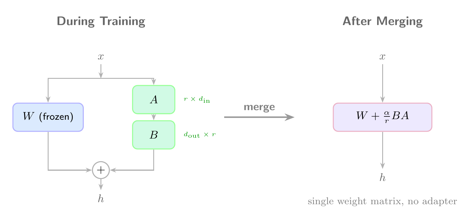 Merging folds the LoRA matrices into the base weights, producing a single model